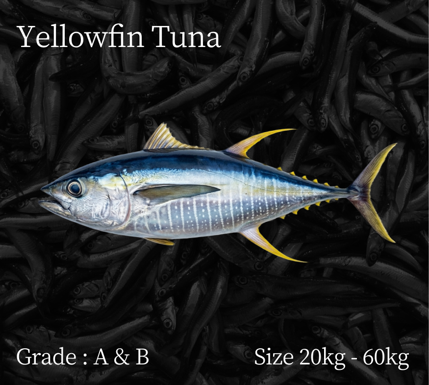 yellowfin